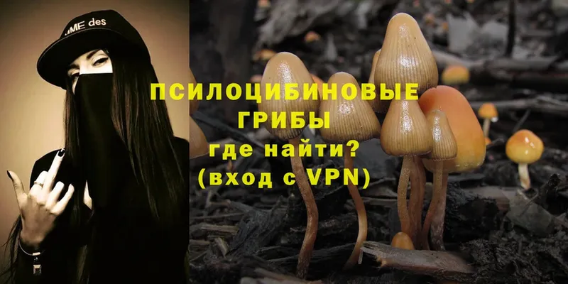 где найти   Карабулак  Псилоцибиновые грибы MAGIC MUSHROOMS 